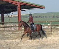 Vente de cheval : Najiz